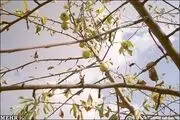 بایرشدن مزارع و بیکاری کشاورزان