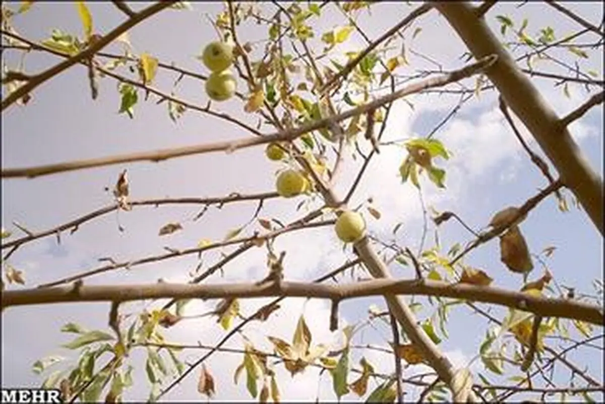 بایرشدن مزارع و بیکاری کشاورزان