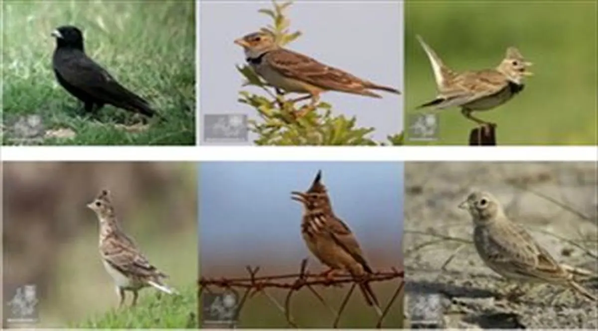 همه چیز درباره مهاجرت پرندگان