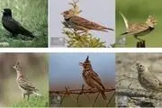 کوچکترین پرنده جهان!/ عکس