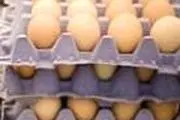 قیمت هر شانه تخم‌مرغ ۵۰۰۰ تومان!