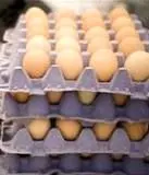 قیمت هر شانه تخم‌مرغ ۵۰۰۰ تومان!