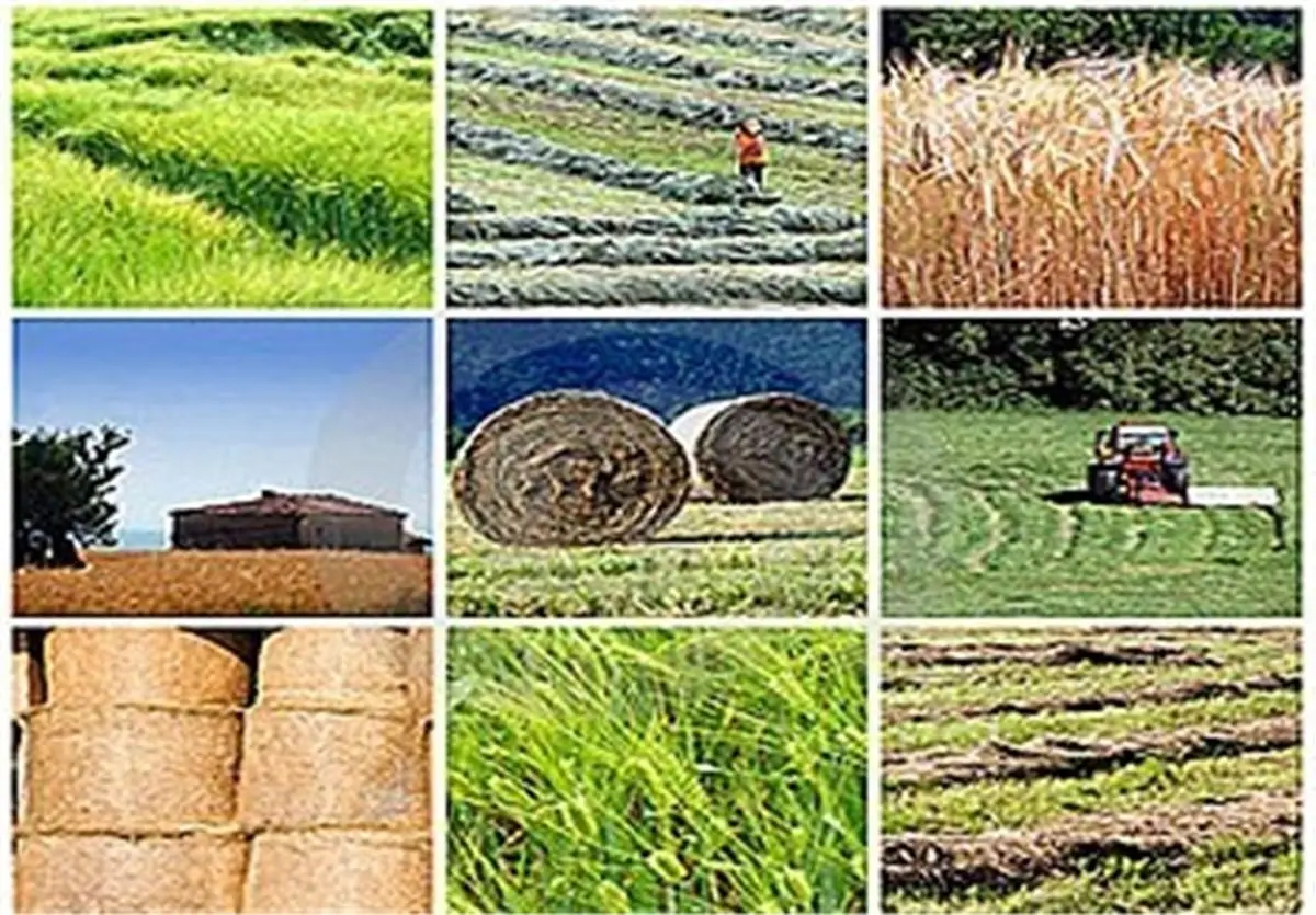ساماندهی تعاونیهای روستایی استان البرز پیگیری میشود