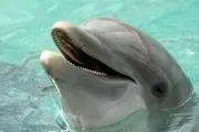 وال‌سواری دیدنی یک دلفین/ عکس