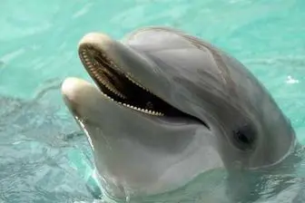 دلفین ها در آب به بچه های خود شیر می‌دهند+ جزئیات
