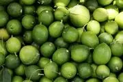 مخالفت وزارت کشاورزی با واردات لیموترش 
