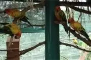 بزرگترین باغ پرندگان کشور کجاست؟
