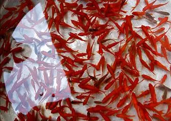 برای عید به هیچ وجه این ماهی های قرمز را نخرید