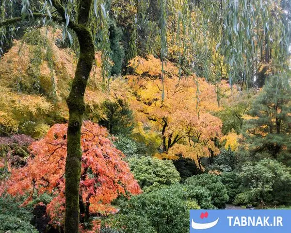 پاییز؛ شکوه رنگ‌ها در چهار گوشه جهان/گزارش تصویری