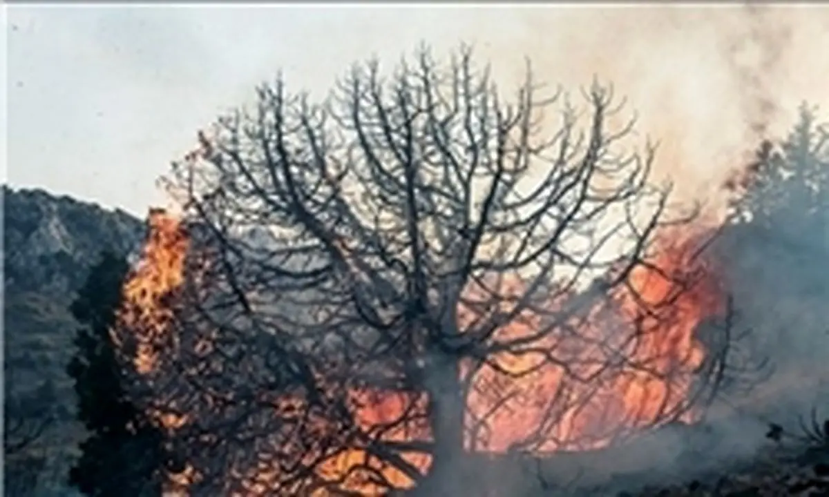 عامل آتشسوزی گسترده در جنگل گلستان