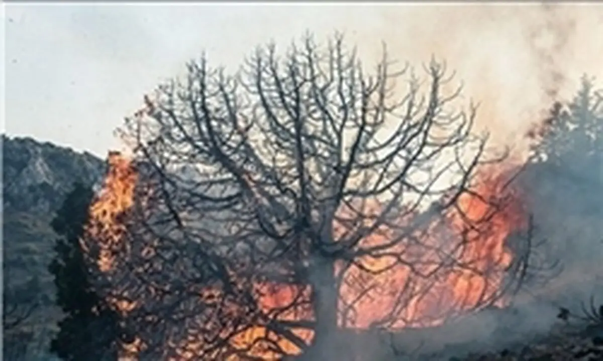 عامل آتش‌سوزی گسترده در جنگل گلستان