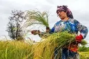 برداشت خوشه‌های برنج در گیلان/گزارش تصویری