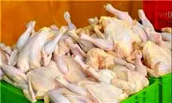 تکذیب خبر آلودگی مرغ‌های موجود در تهران