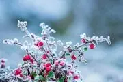 تفال به حافظ دوشنبه ۱۵ بهمن ۱۴۰۳؛ بیا که ترک فلک خوان روزه غارت کرد..