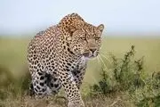 پلنگ ایرانی در پارک ملی توران+ فیلم