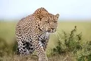 پلنگ ایرانی در پارک ملی توران+ فیلم