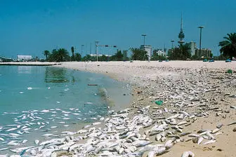 مسمومیت ماهی ها در کشورهای حاشیه خلیج‌فارس+فیلم و تصاویر