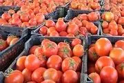 
قیمت گوجه‌فرنگی تا ۲ هفته آینده به تعادل می‌رسد
