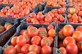 تب قیمت گوجه فرنگی فروکش کرد + جزئیات

