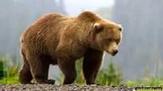 
حمله خرس به چوپان در نکا

