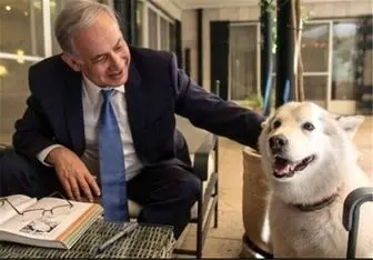 سگ نتانیاهو سیاستمداران را گاز می‌گیرد
