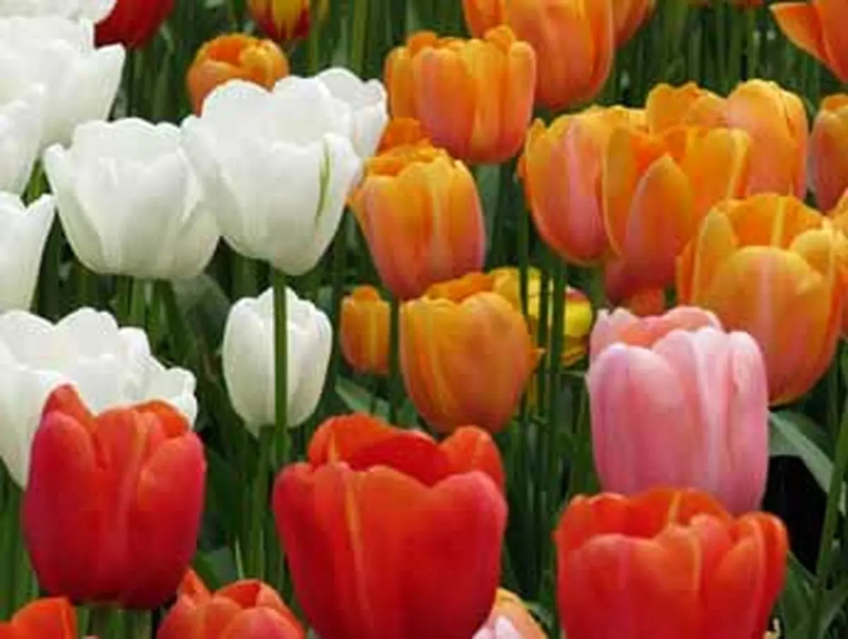 سهم شما از قرآن چقدر است؟