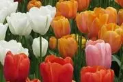 سهم شما از قرآن چقدر است؟