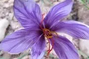 زعفران بی هویت فاروج و دراز دستی دلالان