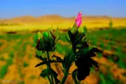 گیاهان دارویی فارس درحال انقراض