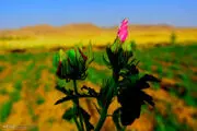 گیاهان دارویی فارس درحال انقراض