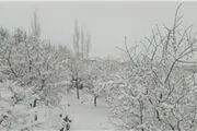 آدم برفی‌های تهران/ عکس