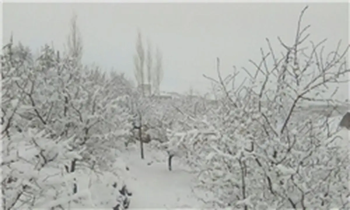 آیا سرما باعث کاهش وزن می شود؟