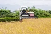 سرانجام قیمت خرید تضمینی گندم به کجا رسید؟
