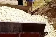 حکم ممنوعیت جوجه کشی ابلاغ شد