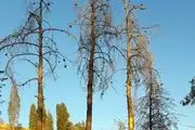 مرگ تدریجی چیتگر/منابع طبیعی اجازه قطع درختان بیمار را نمی‌دهد
