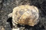 مسئولین سر درلاک،لاک پشت ها در آتش می سوزند+تصاویر