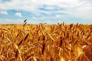 نیازی به واردات گندم در بخش آرد و نان نداریم

