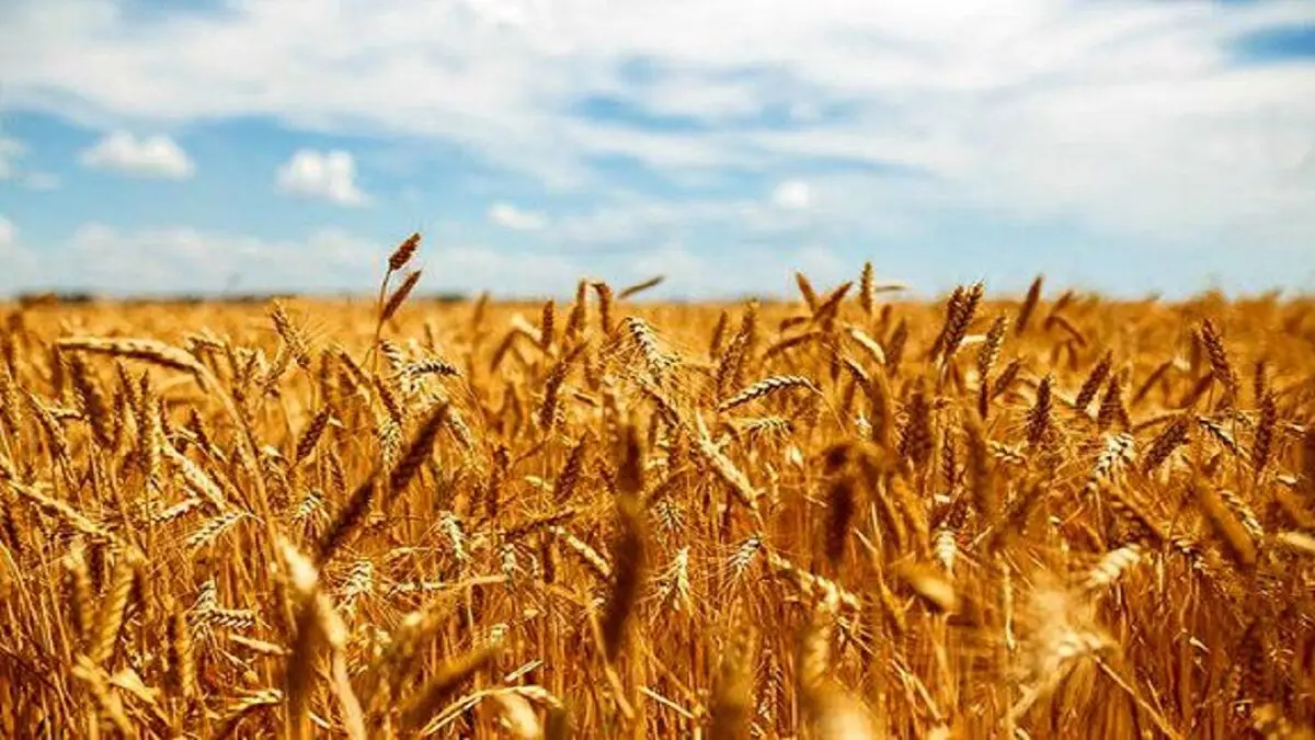 نیازی به واردات گندم در بخش آرد و نان نداریم
