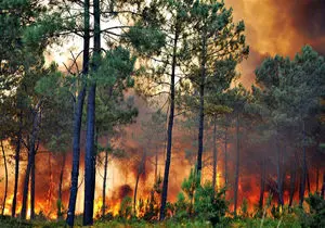 
آتش سوزی در 12هکتار از جنگل های مرزن آباد
