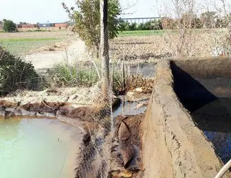  نشت نفت به چاههای آب کشاورزی اطراف پالایشگاه نفت شهید تندگویان