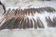 کشف بزرگترین محموله قاچاق ماهیان خاویاری
