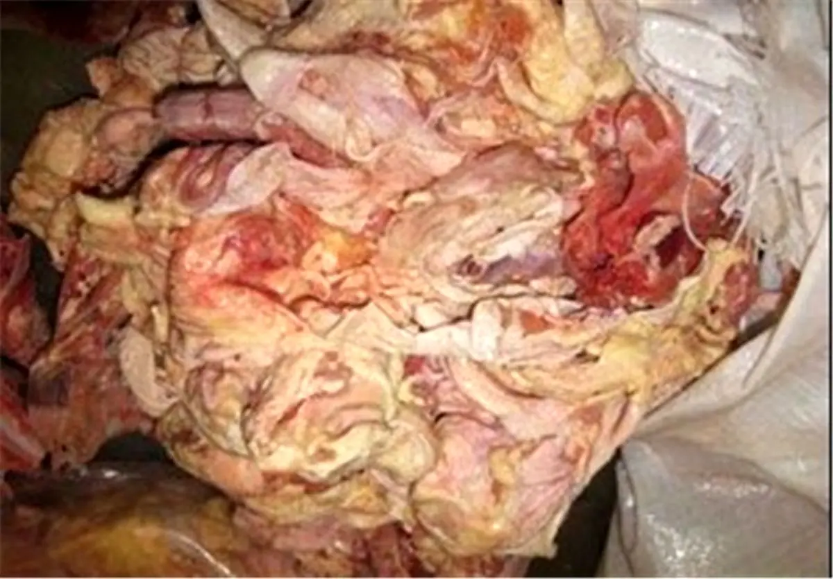استفاده از خمیر مرغ همچنان ممنوع است