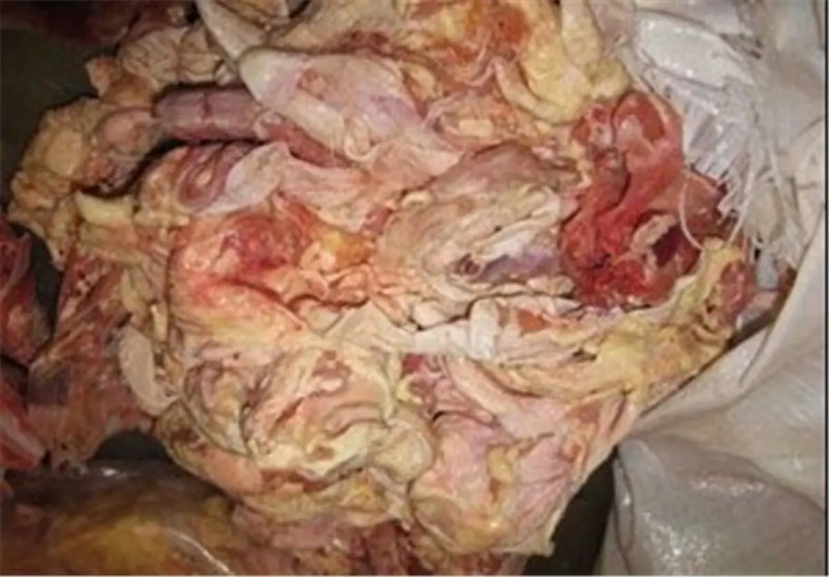 استفاده از خمیر مرغ همچنان ممنوع است