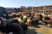 قیمت هر کیلو دام ۷۰ تا ۸۰ هزار تومان
