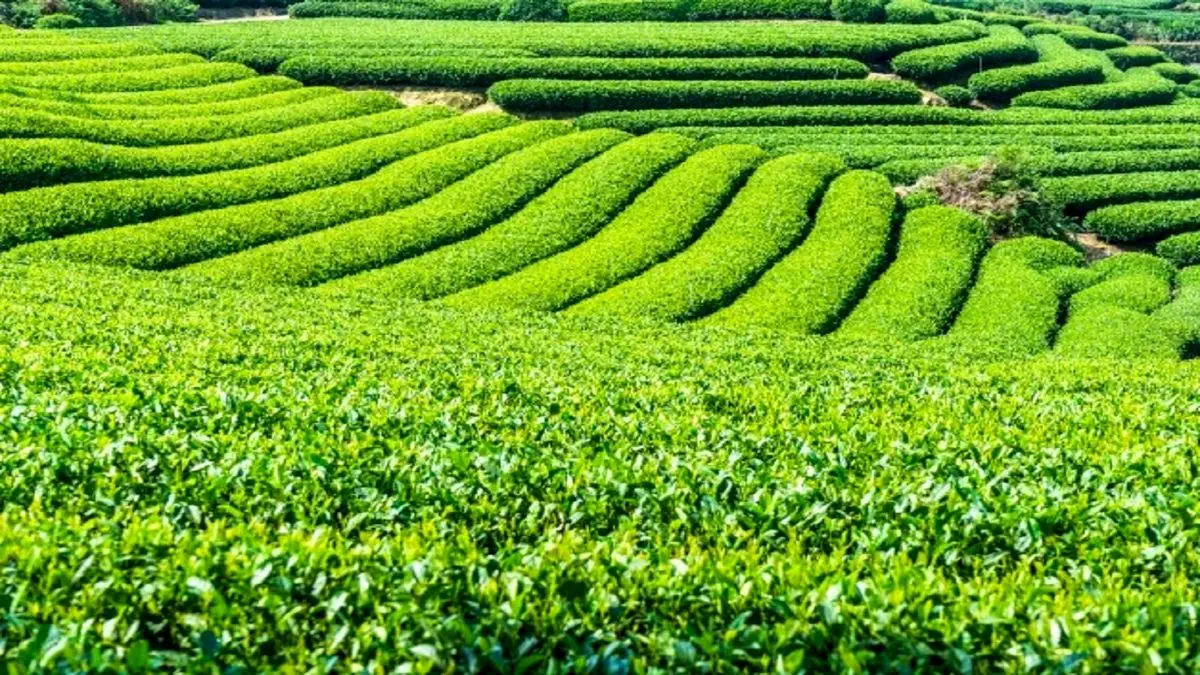 قیمت خرید تضمینی چای ۵۲ درصد افزایش یافت