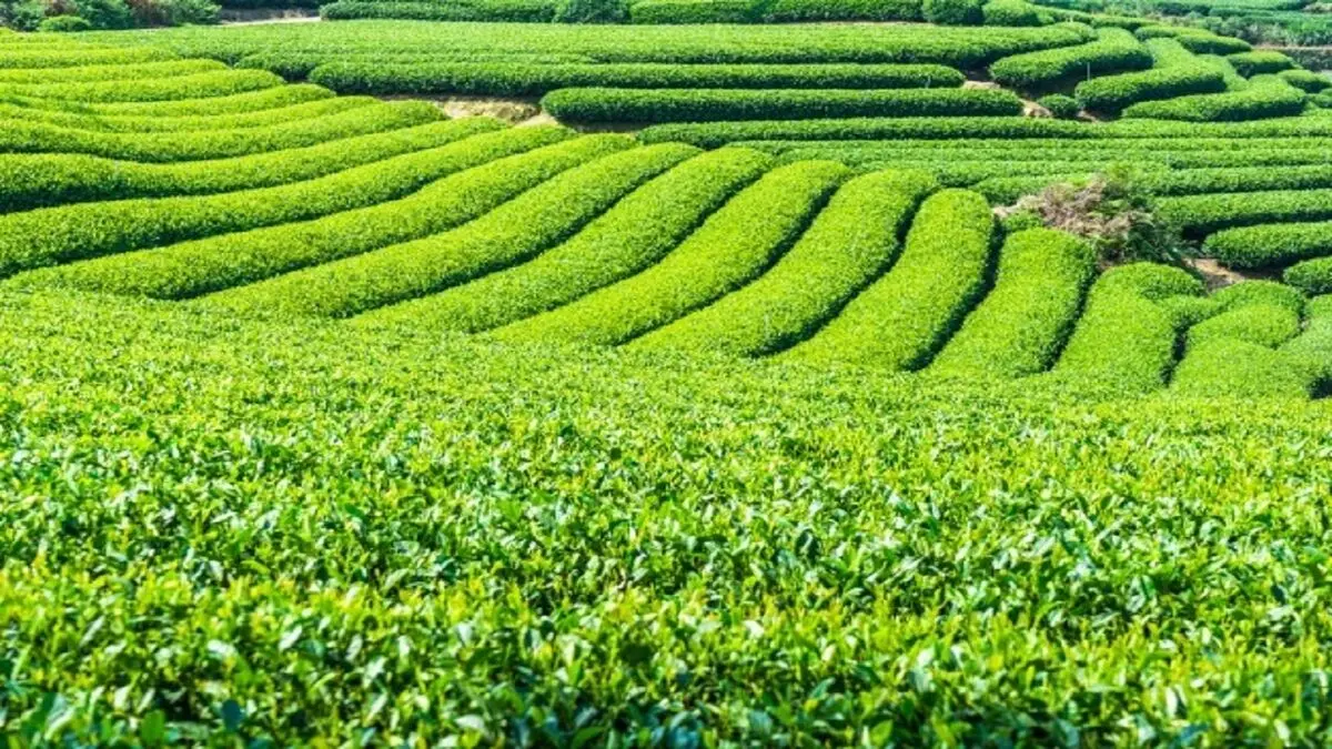 قیمت خرید تضمینی چای ۵۲ درصد افزایش یافت
