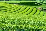قیمت خرید تضمینی چای ۵۲ درصد افزایش یافت
