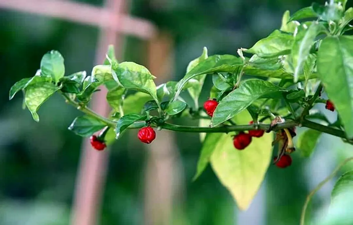 اگر این فلفل را بخورید، زنده نمی‌مانید!+عکس