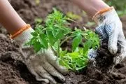 فواید و اثرات باورنکردنی باغبانی برای درمان بیماری و آرامش روان