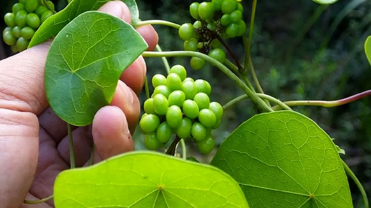 گیاهان دارویی مؤثر در پیشگیری از کرونا ویروس
